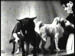 „Tschernuschka“ mit Welpen (1961)